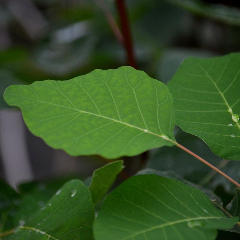 Cotinus coggygria - Scotano (Fogliame)