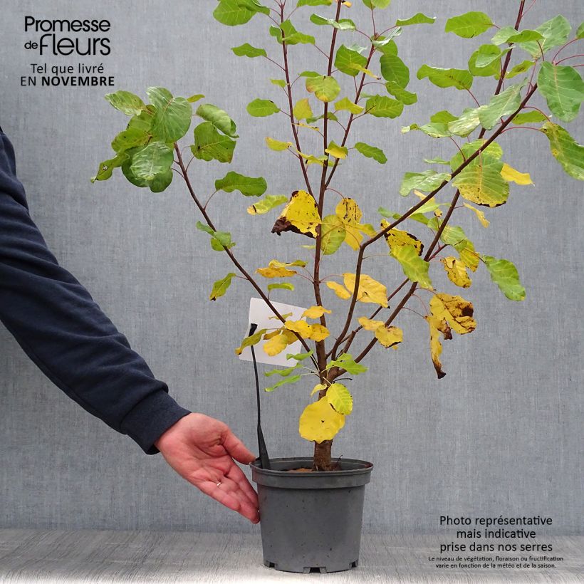 Esemplare di Cotinus coggygria - Scotano Vaso da 3L/4L come consegnato in autunno