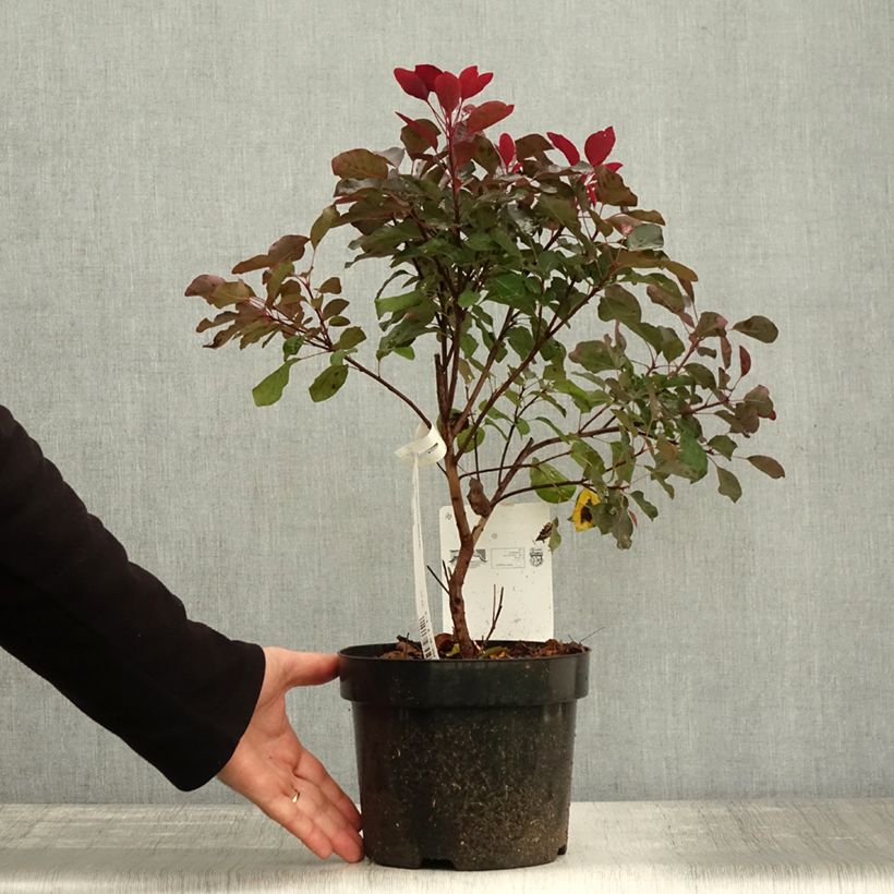 Esemplare di Cotinus coggygria Dusky Maiden Vaso da 3L/4L come consegnato in autunno