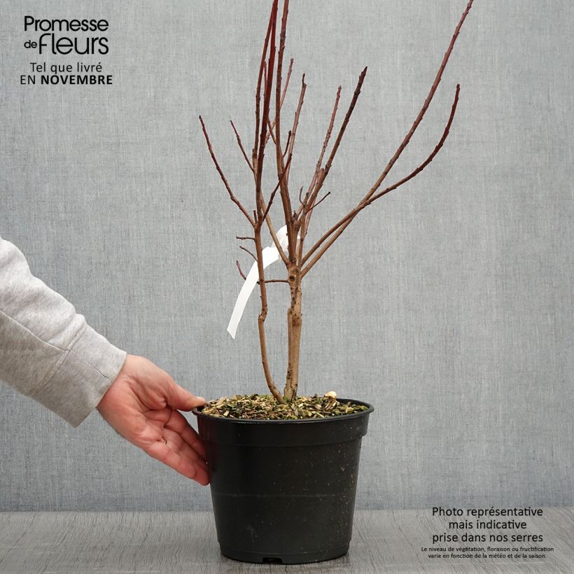 Esemplare di Cotinus coggygria Flamissimo Vaso da 3L/4L come consegnato in autunno