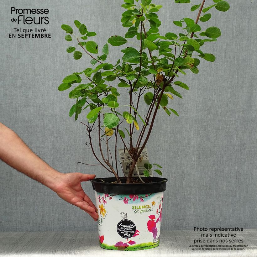 Esemplare di Cotinus coggygria Golden Lady Vaso da 7,5L/10L come consegnato in autunno