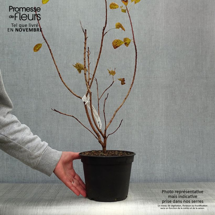 Esemplare di Cotinus coggygria Golden Lady Vaso da 3L/4L come consegnato in autunno