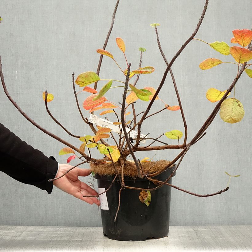 Esemplare di Cotinus coggygria Golden Spirit Vaso da 7,5L/10L come consegnato in autunno
