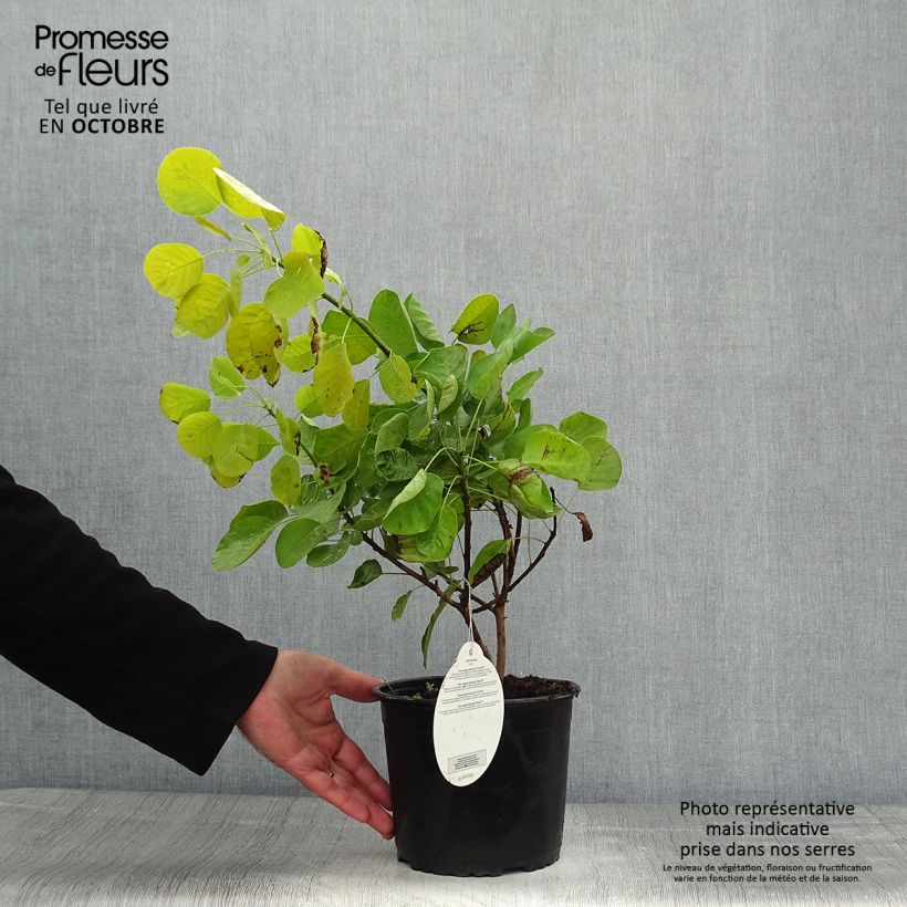 Esemplare di Cotinus coggygria Golden Spirit Vaso da 2L/3L come consegnato in autunno