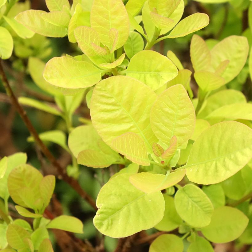Cotinus coggygria Lemon Lady (Fogliame)