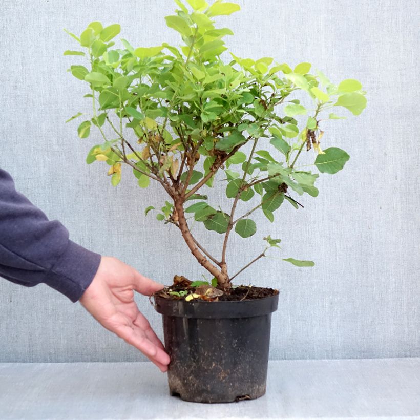 Esemplare di Cotinus coggygria Lemon Lady Vaso da 2L/3L come consegnato in autunno