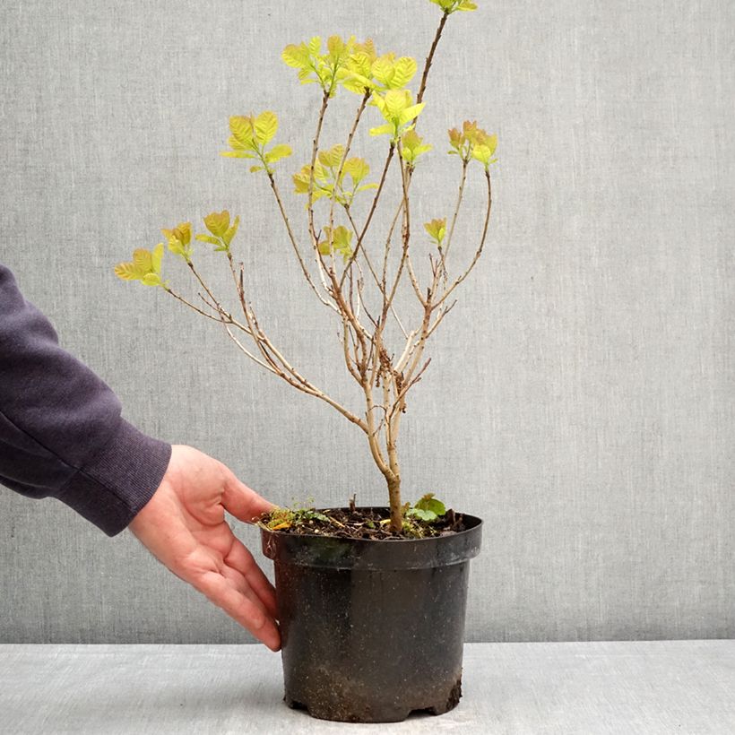 Cotinus coggygria Lemon Lady Vaso da 2L/3L esemplare consegnato in primavera