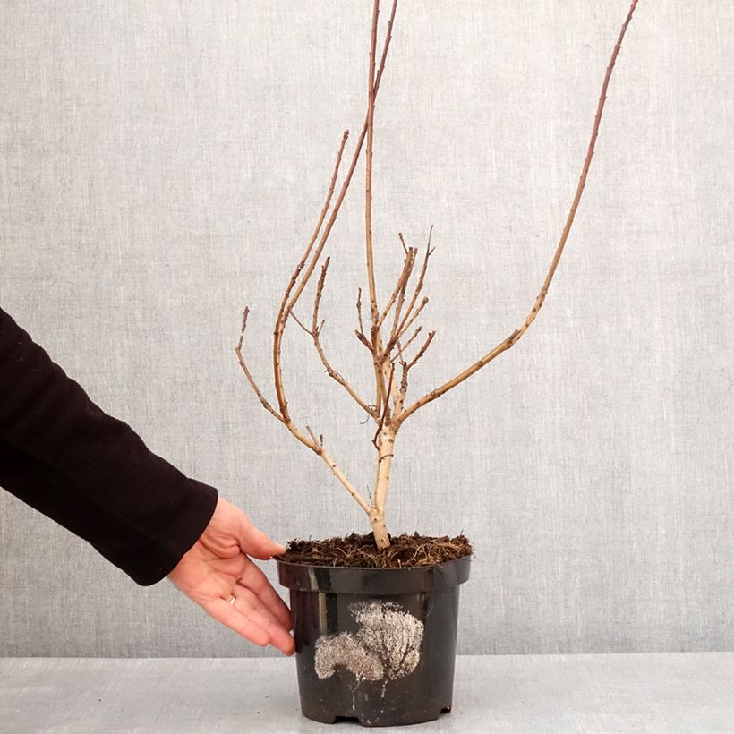 Cotinus coggygria Lemon Lady Vaso da 2L/3L esemplare consegnato in inverno