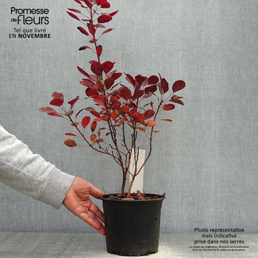 Esemplare di Cotinus coggygria Lilla Vaso da 3L/4L come consegnato in autunno