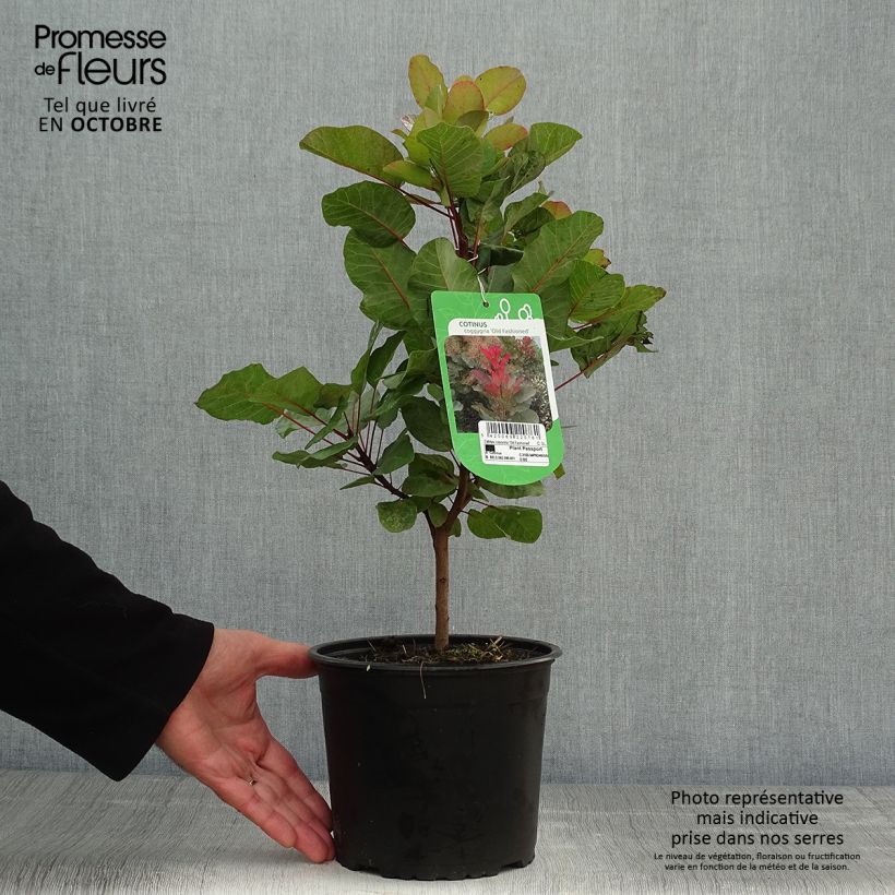 Esemplare di Cotinus coggygria Old Fashioned Vaso da 3L/4L come consegnato in autunno