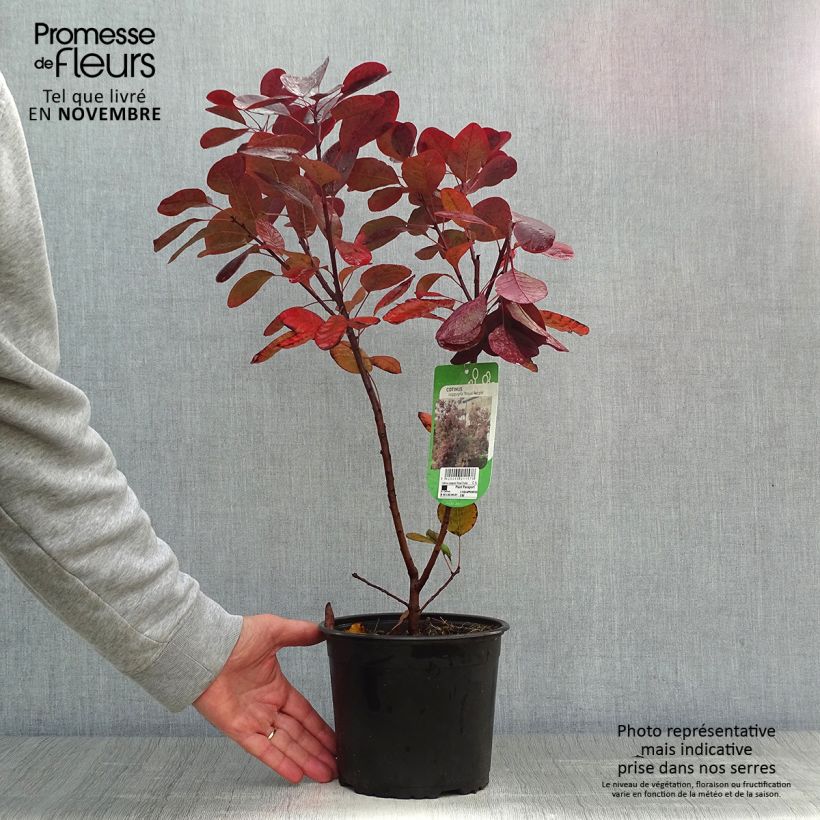 Esemplare di Cotinus coggygria Royal Purple Vaso da 2L/3L come consegnato in autunno