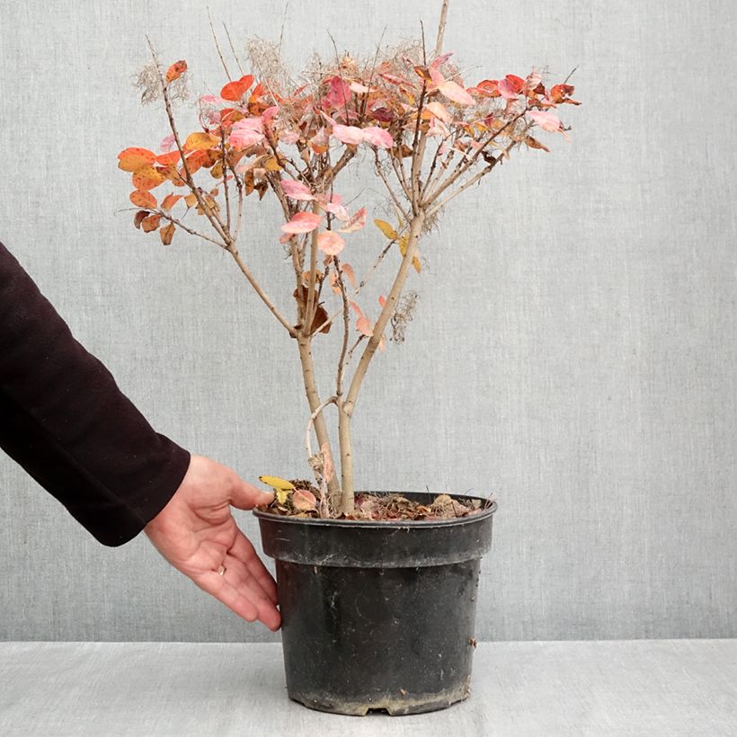 Esemplare di Cotinus coggygria Royal Purple Vaso da 4L/5L come consegnato in autunno