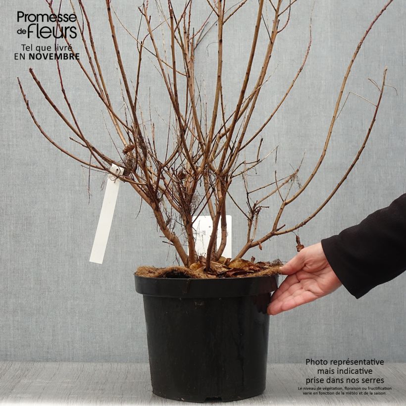 Esemplare di Cotinus coggygria Young Lady Vaso da 6L/7L come consegnato in autunno