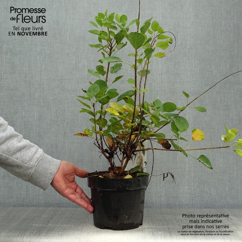 Esemplare di Cotinus coggygria Young Lady Vaso da 2L/3L come consegnato in autunno