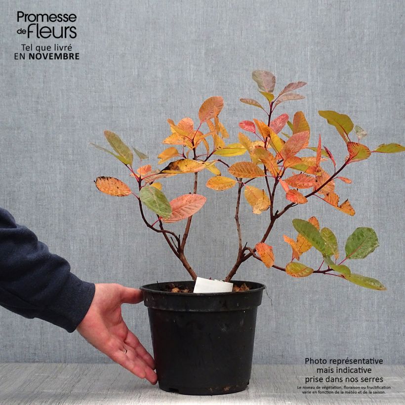 Esemplare di Cotinus Grace - Scotano Vaso da 7,5L/10L come consegnato in autunno
