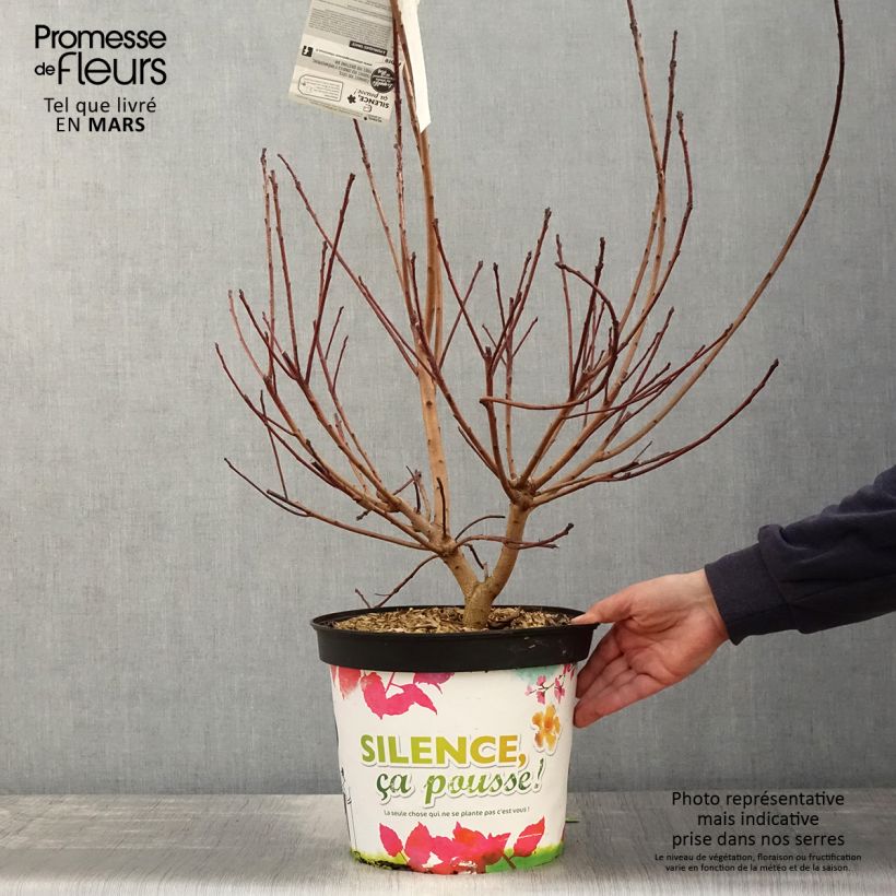 Cotinus Grace - Scotano Vaso da 7,5L/10L esemplare consegnato in primavera