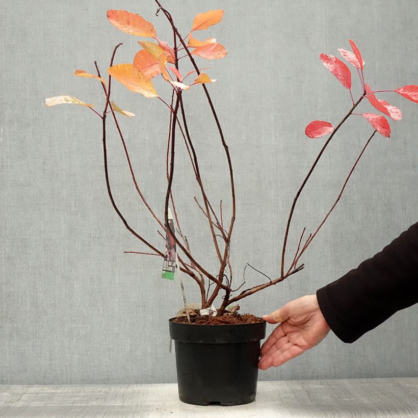 Esemplare di Cotinus Grace - Scotano Vaso da 2L/3L come consegnato in autunno