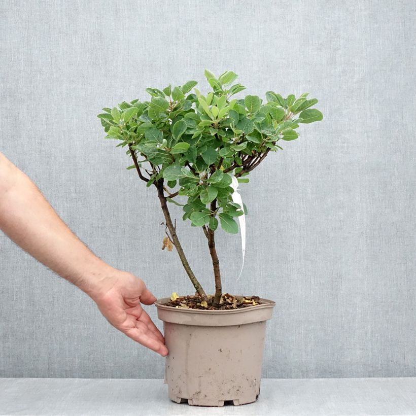 Esemplare di Cotinus coggygria Joe Vaso da 3L/4L consegnato in estate