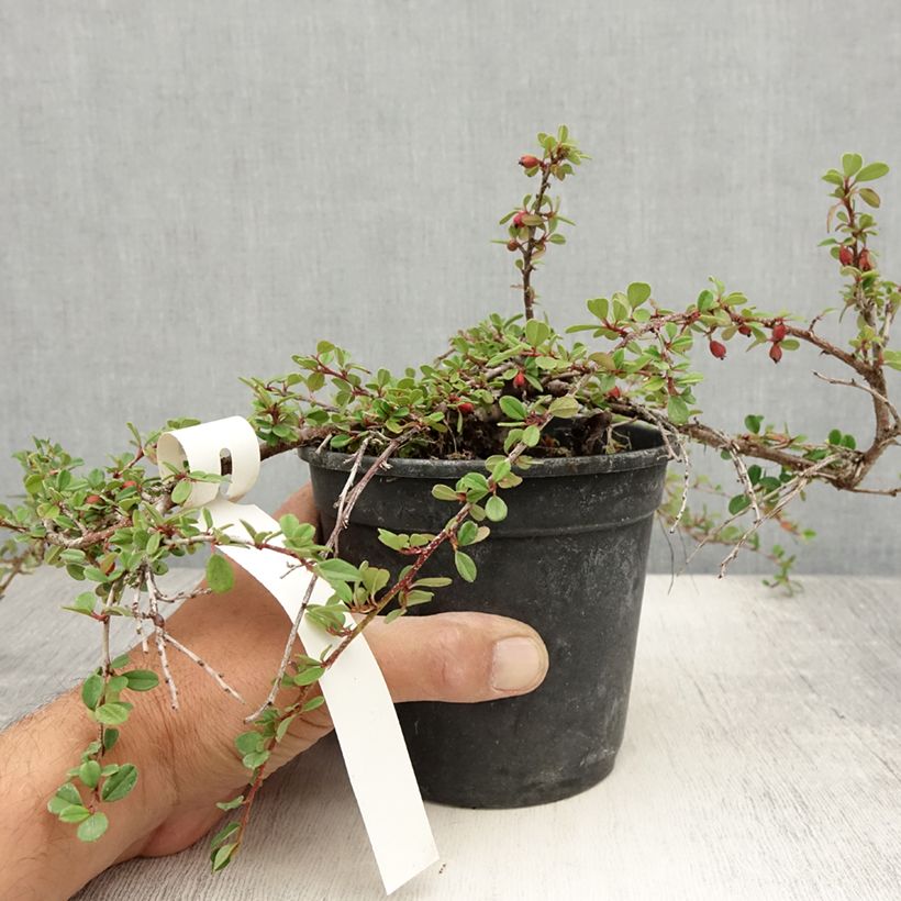 Esemplare di Cotoneaster adpressus Vaso da 1,5L/2L consegnato in estate