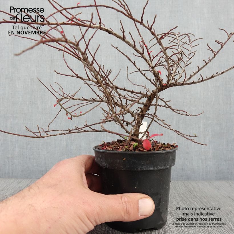 Esemplare di Cotoneaster adpressus Little Gem Vaso da Ø 10 cm/11 cm come consegnato in autunno