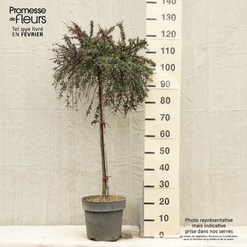 Cotoneaster congestus Vaso da 7,5L/10L esemplare consegnato in inverno