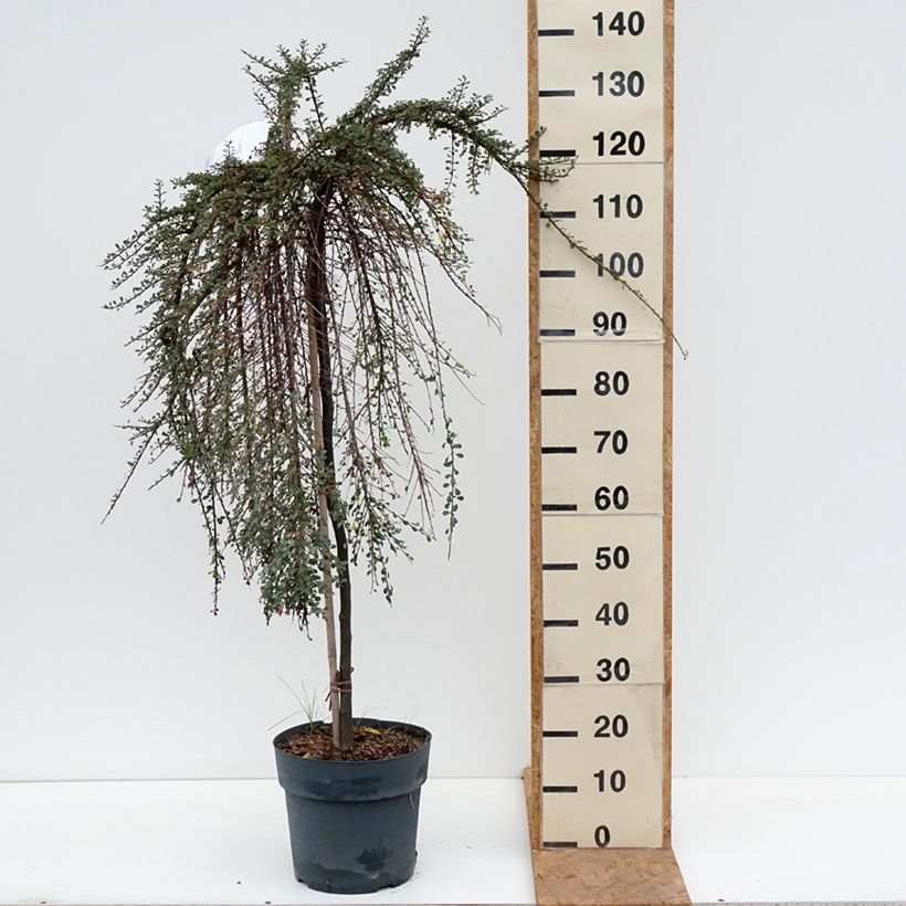 Esemplare di Cotoneaster congestus Vaso da 7,5L/10L, Vaso impalcato come consegnato in autunno