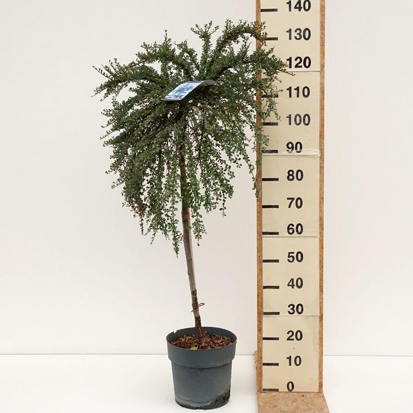 Esemplare di Cotoneaster congestus Vaso da 7,5L/10L consegnato in estate