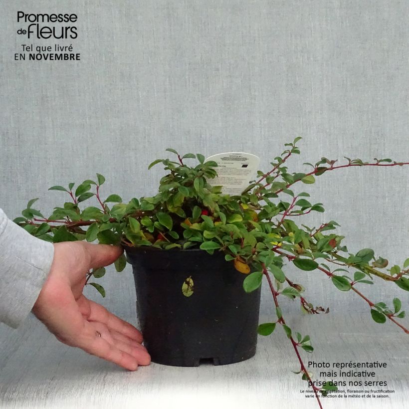 Esemplare di Cotoneaster dammeri Vaso da 2L/3L come consegnato in autunno