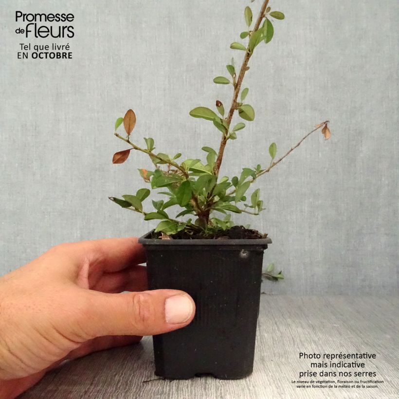 Esemplare di Cotoneaster dammeri Eichholz Vasetto da 8/9 cm come consegnato in autunno