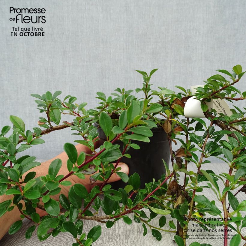 Esemplare di Cotoneaster dammeri Eichholz Vaso da 1L/1,5L come consegnato in autunno
