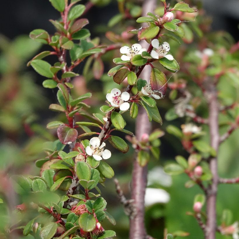 Cotoneaster dammeri Eichholz (Fioritura)
