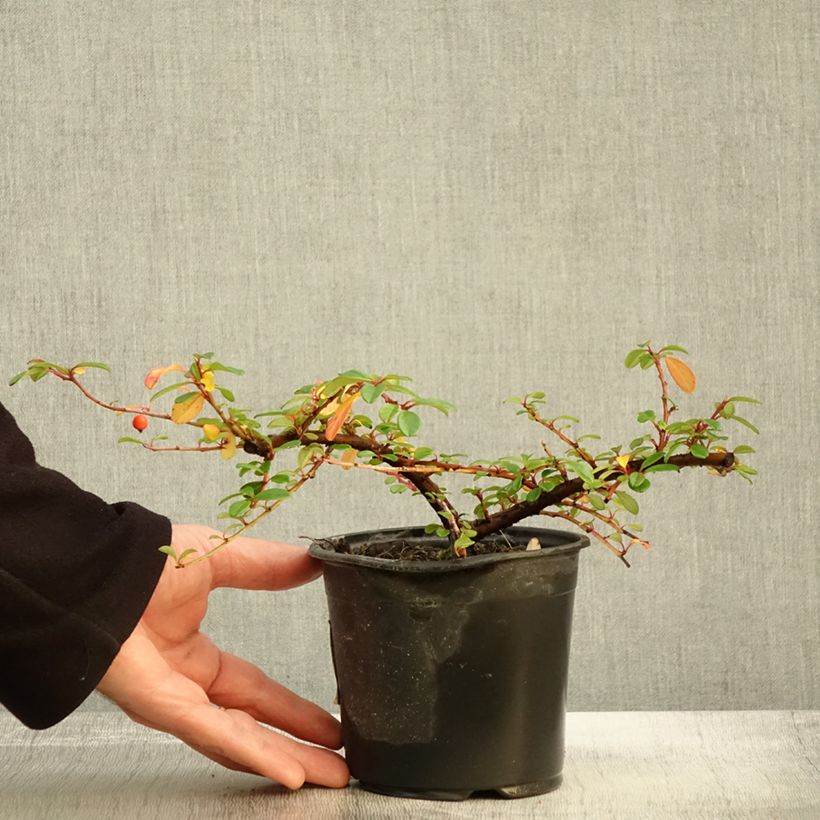 Esemplare di Cotoneaster dammeri Miranda Vaso da 1L/1,5L come consegnato in autunno