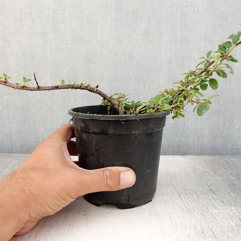 Esemplare di Cotoneaster dammeri Mooncreeper Vaso da 1L/1,5L consegnato in estate