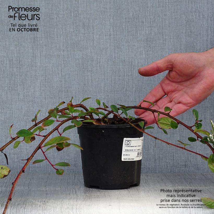 Esemplare di Cotoneaster dammeri Schoon Vaso da 1L/1,5L come consegnato in autunno