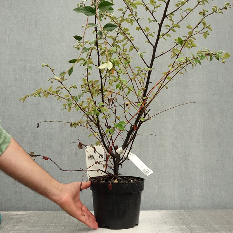 Esemplare di Cotoneaster franchetii - Cotognastro di Franchet Vaso da 2L/3L consegnato in estate