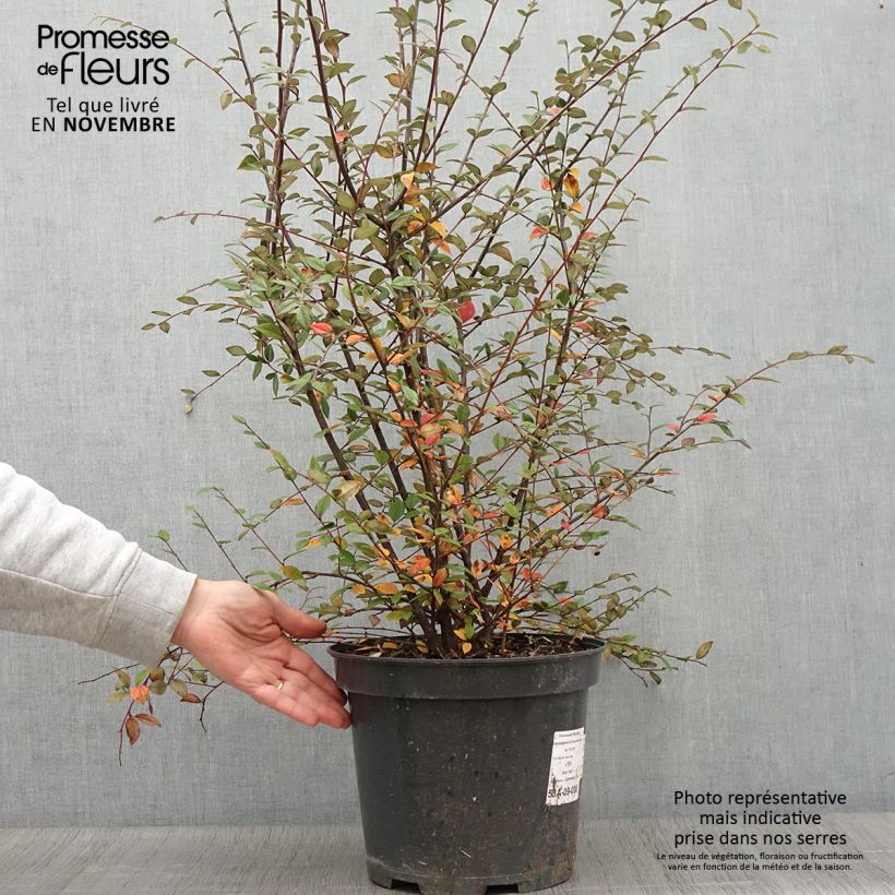Esemplare di Cotoneaster franchetii - Cotognastro di Franchet Vaso da 7,5L/10L come consegnato in autunno