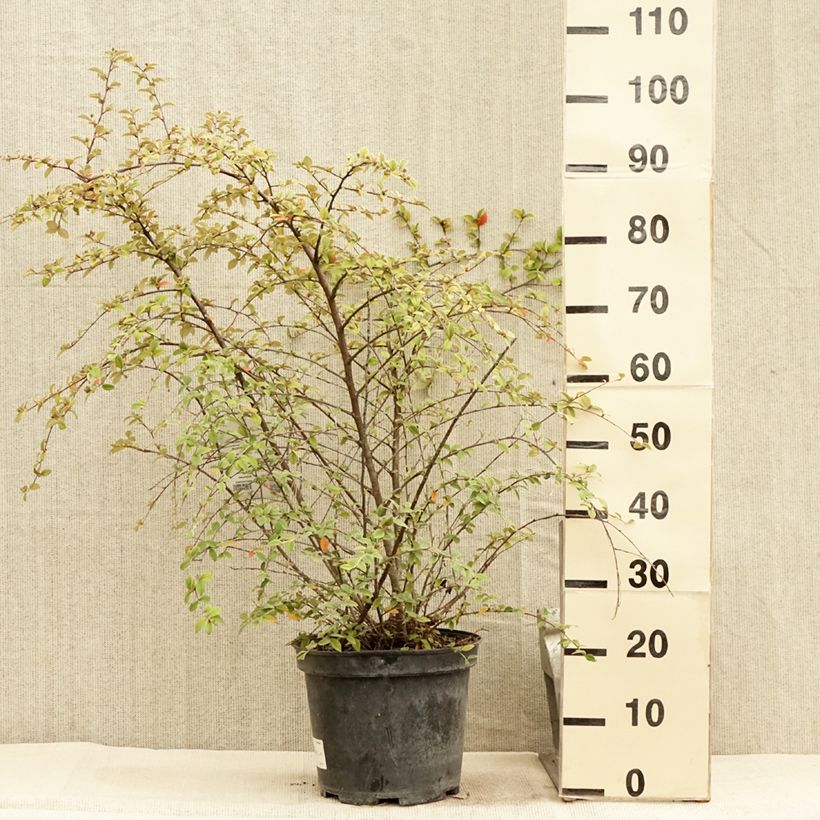 Esemplare di Cotoneaster franchetii - Cotognastro di Franchet Vaso da 7,5L/10L consegnato in estate