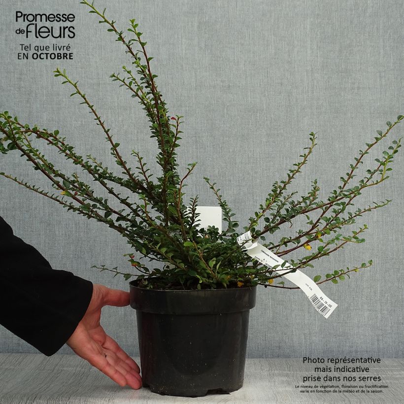 Esemplare di Cotoneaster horizontalis - Cotognastro tappezzante Vaso da 2L/3L come consegnato in autunno