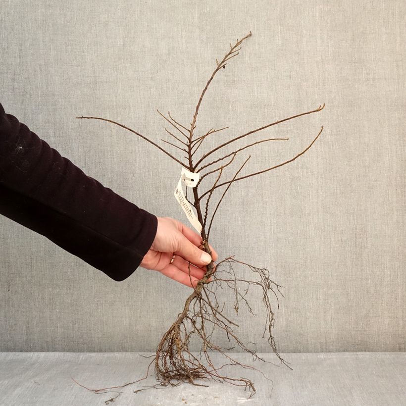 Cotoneaster horizontalis - Cotognastro tappezzante Piante piccole a radice nuda esemplare consegnato in inverno