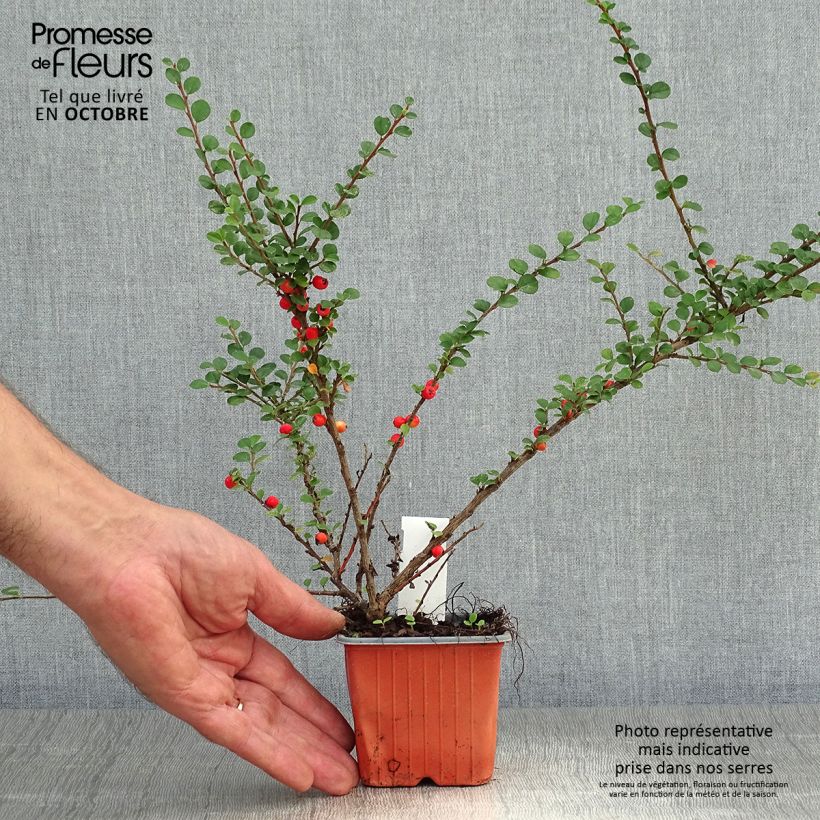 Esemplare di Cotoneaster horizontalis - Cotognastro tappezzante Vasetto da 8/9 cm come consegnato in autunno