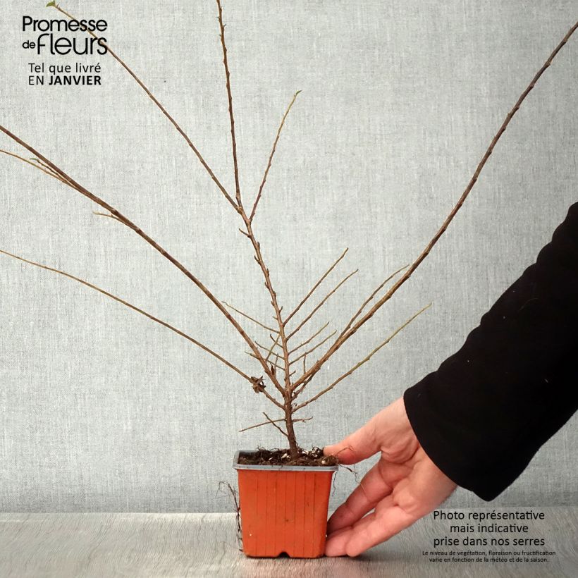 Cotoneaster horizontalis - Cotognastro tappezzante Vasetto da 8/9 cm esemplare consegnato in inverno