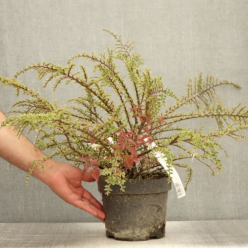 Esemplare di Cotoneaster horizontalis Variegatus - Cotognastro tappezzante Vaso da 2L/3L consegnato in estate