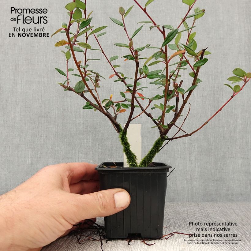 Esemplare di Cotoneaster lacteus - Cotognastro latteo Vasetto da 8/9 cm come consegnato in autunno