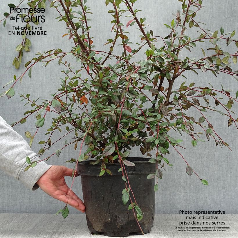 Esemplare di Cotoneaster lacteus - Cotognastro latteo Vaso da 7,5L/10L come consegnato in autunno