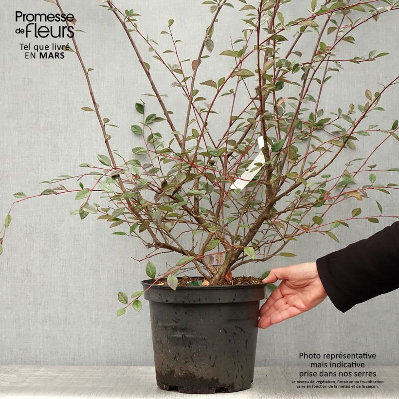 Cotoneaster lacteus - Cotognastro latteo Vaso da 7,5L/10L esemplare consegnato in primavera