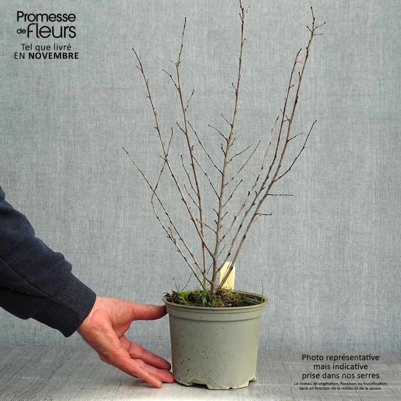 Esemplare di Cotoneaster lucidus Vaso da 2L/3L come consegnato in autunno