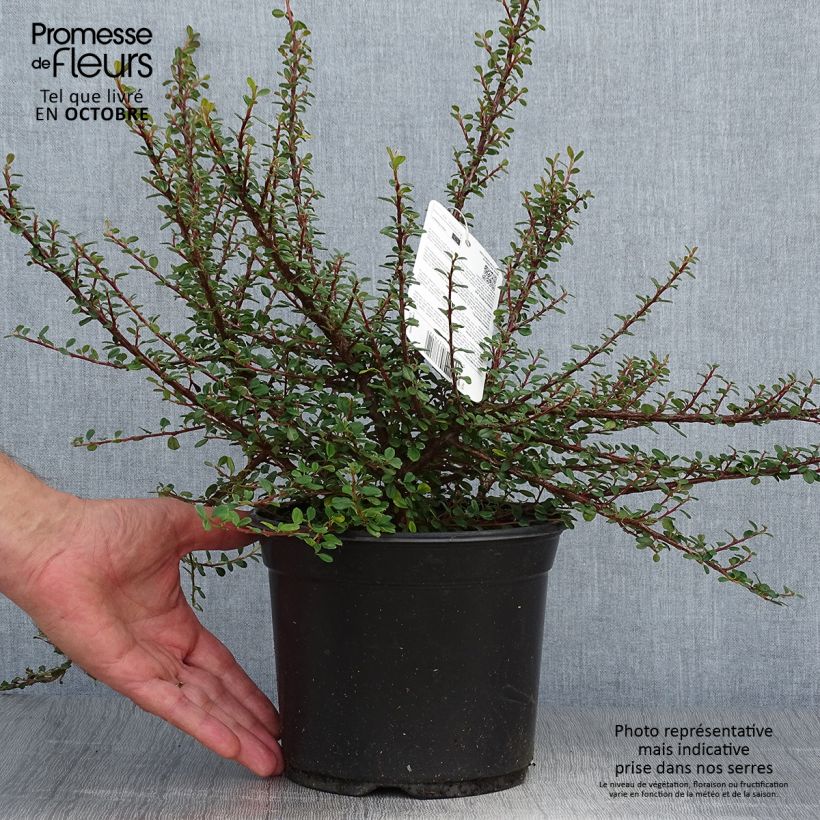 Esemplare di Cotoneaster microphyllus Vaso da 2L/3L come consegnato in autunno