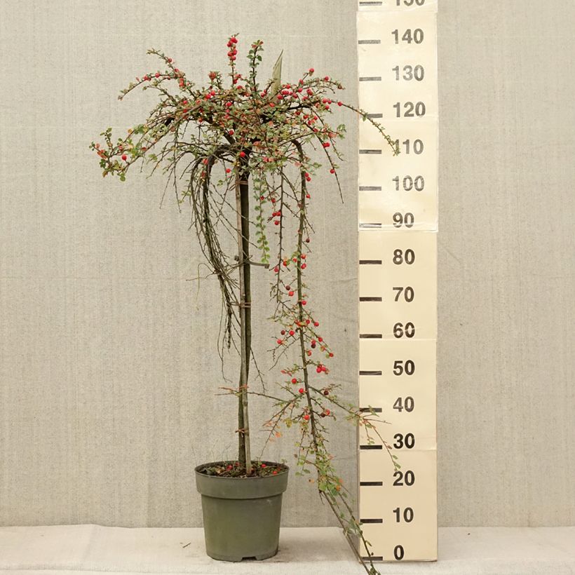Esemplare di Cotoneaster praecox Boer Vaso da 7,5L/10L come consegnato in autunno