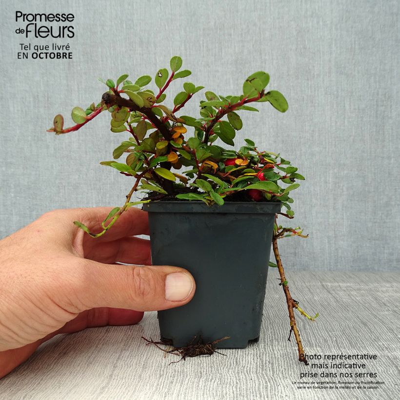 Esemplare di Cotoneaster procumbens Queen of Carpets Vasetto da 8/9 cm come consegnato in autunno