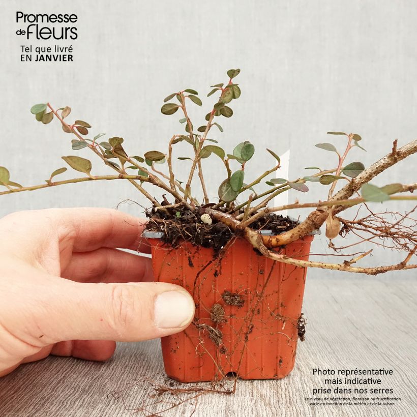 Cotoneaster procumbens Queen of Carpets Vasetto da 8/9 cm esemplare consegnato in inverno